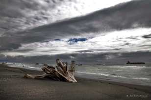 Driftwood on Lost Coast-7108.jpg